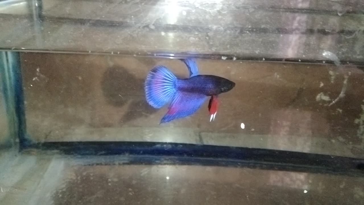 #Blue Bettafish watch new 😀 video by #GBM FISH CARE follow me friends 🤘