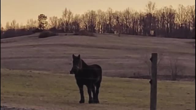 Horses 🐎 are Beautiful Animals