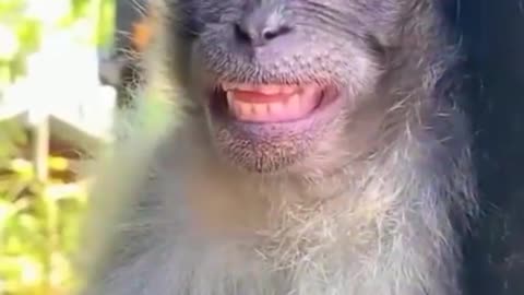 funny facial expressions of the monkey