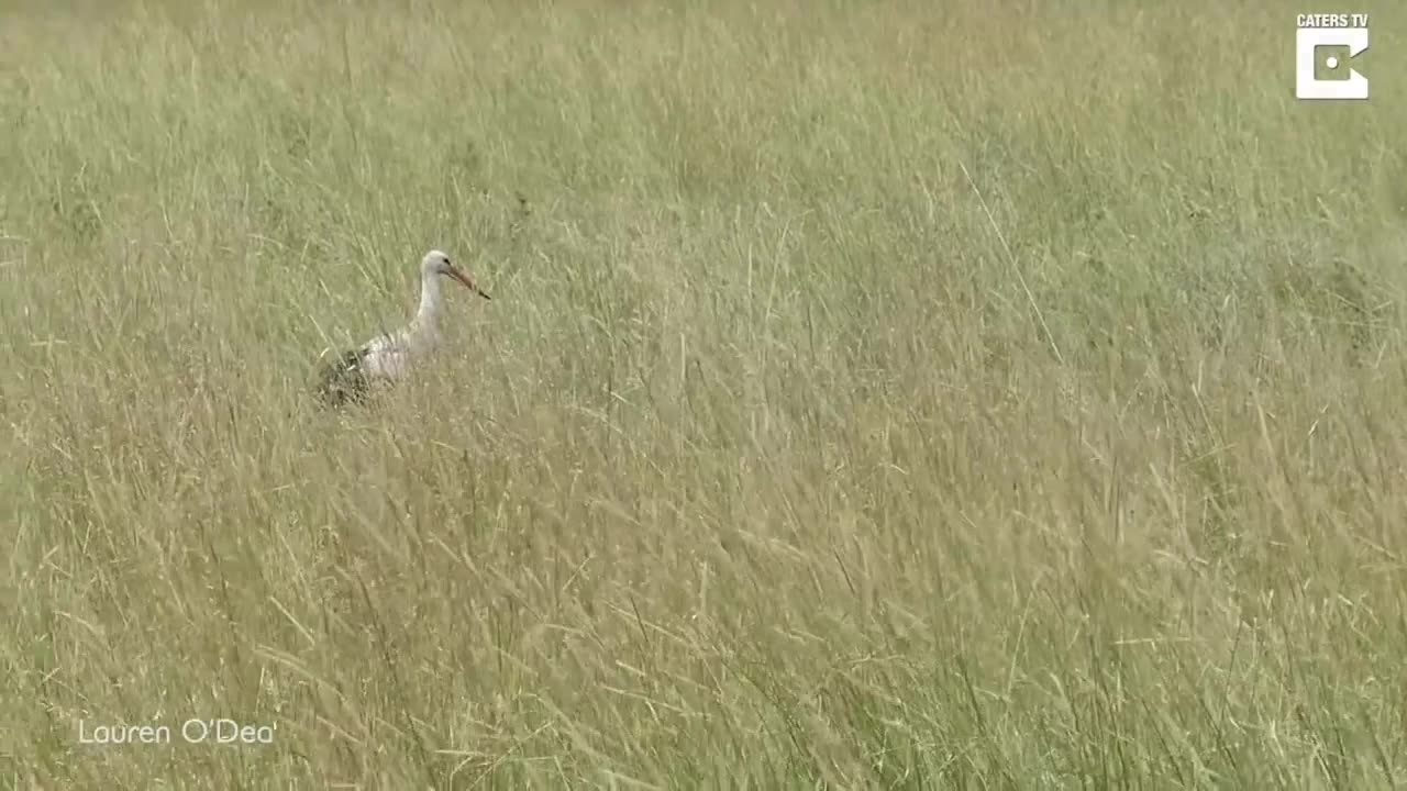 egret escapes from cheetah attack