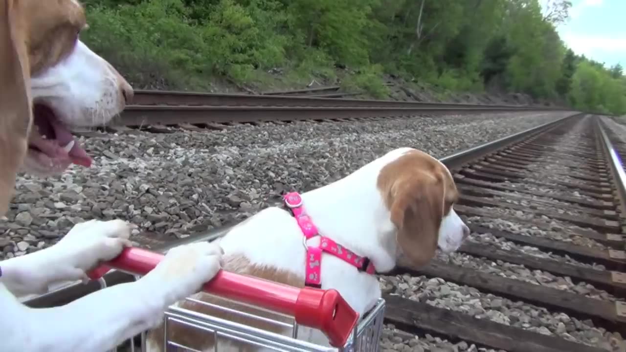 Dog Takes Puppy on Journey in Shopping Cart: Cute Dog Maymo and Puppy Penny