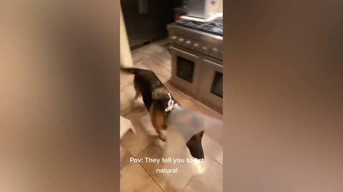 Best Funny Animal Videos Of The 2023 🤣 - Funniest Cats And Dogs Videos 😺😍 (50)