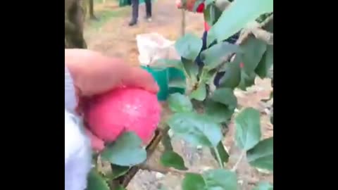 Fresh Apples in harvesting day #fruitgarden
