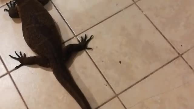 Kermit my Urban Dino Playing Ball