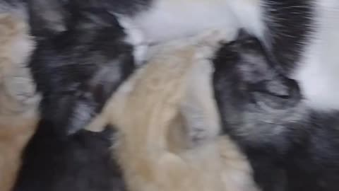 Chat et ses enfants