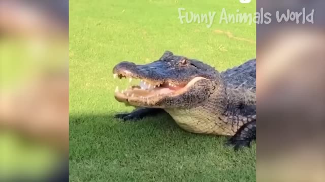 Funny Animals Videos 2023 π Best Funny Cats and Dogs πΊπΆ - Do Not Laugh ππ