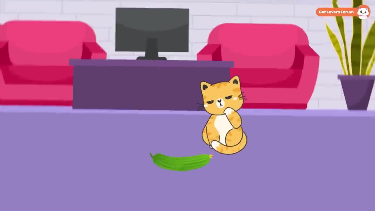 14 things you do thats heart your cat. You should stop doing that