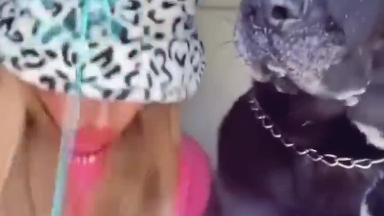 Funniest video 2022 funny dog cat