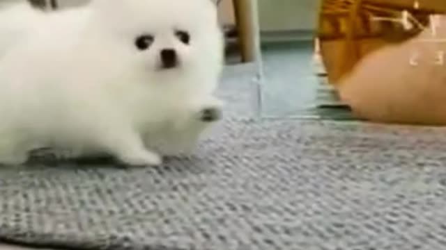 Have you ever seen such a small dog?