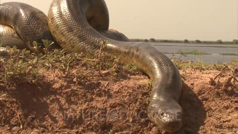 Amazon_ Crawling Anaconda