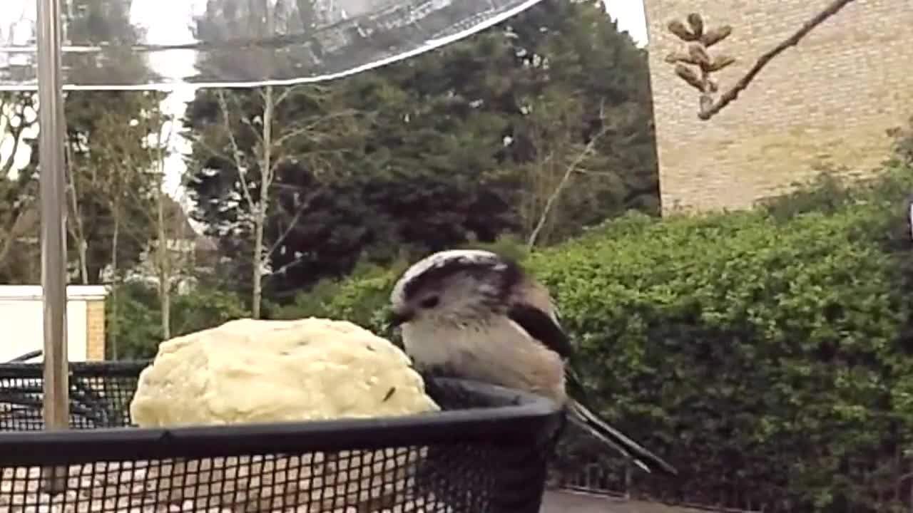 Long Tailed Tits on the Bird Feeder