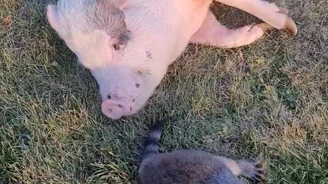 Raccoon Hangs Out With Pig Pal