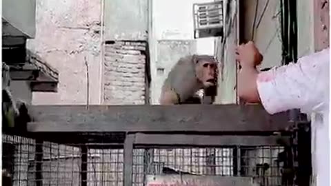 Monkeys are immoral