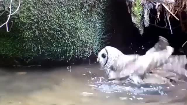 Owl fun in the water, owl bathing in the river