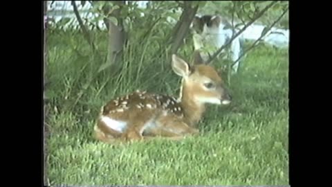 Kitty Spots A Fawn