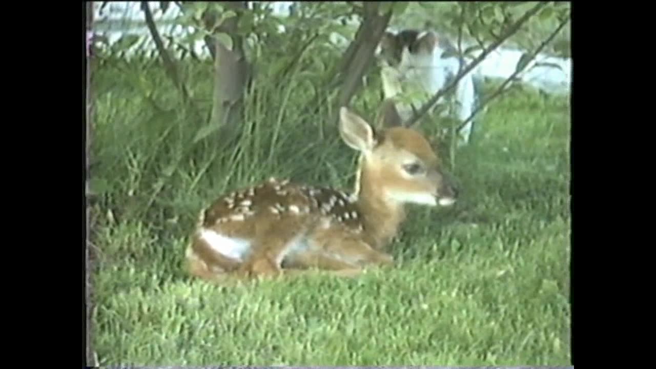 Kitty Spots A Fawn