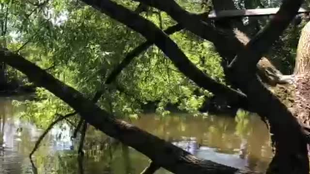Climbing Dog Takes A Plunge
