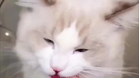 Cute cat 😺🐈