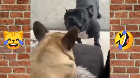 Funny Dog And Cat Video