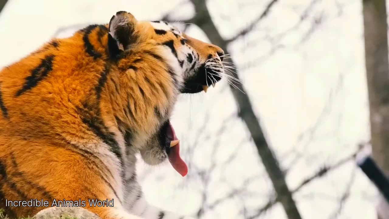 Animals sounds and moments | wild animals | wild life