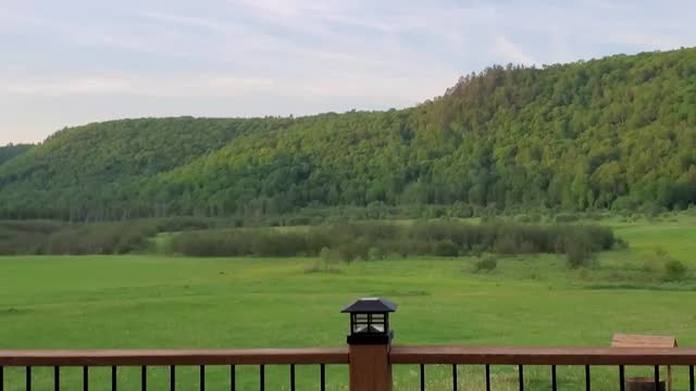 Tom my wirehaired pointer barking at gooses?