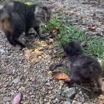 World`s TOP 5 Tallest Cat Breeds #shorts #shortsfeed