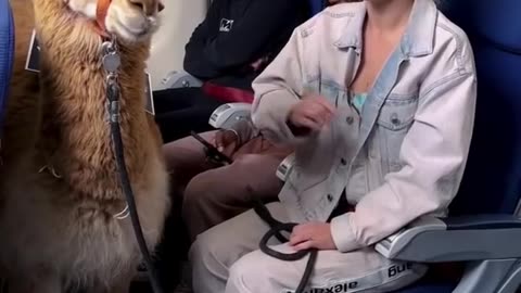 Service animals these days 🤣 #shorts