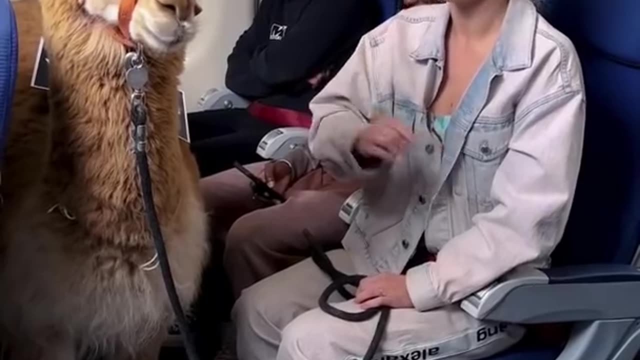 Service animals these days 🤣 #shorts