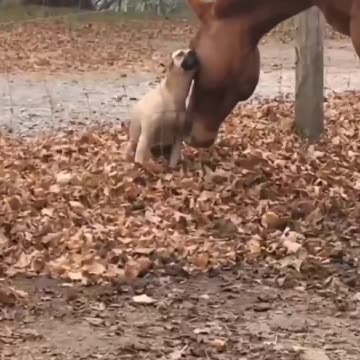 Best 🐕Friends🐎