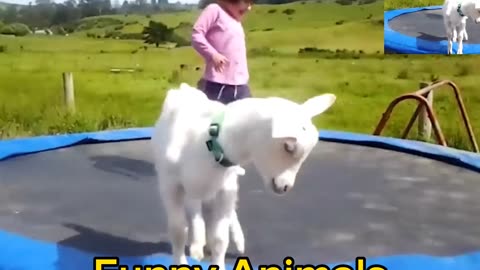 Animals funny video