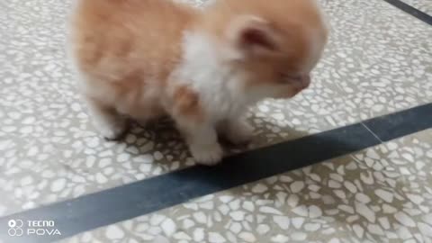 Mother Cat Walking With Her Cute kittens.