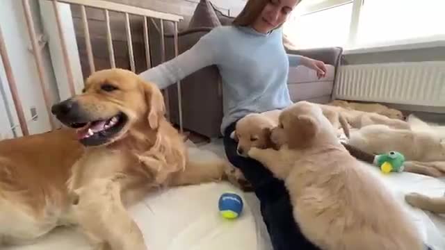 Golden Retriever Dad Meets His 11 Puppies