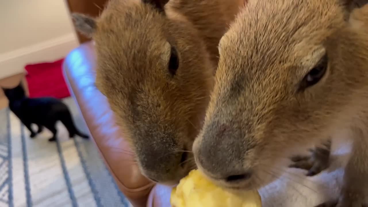 Capybara vs Piglet (Quandale Dingle Dies)1