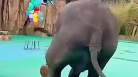 Happy dancing elephant