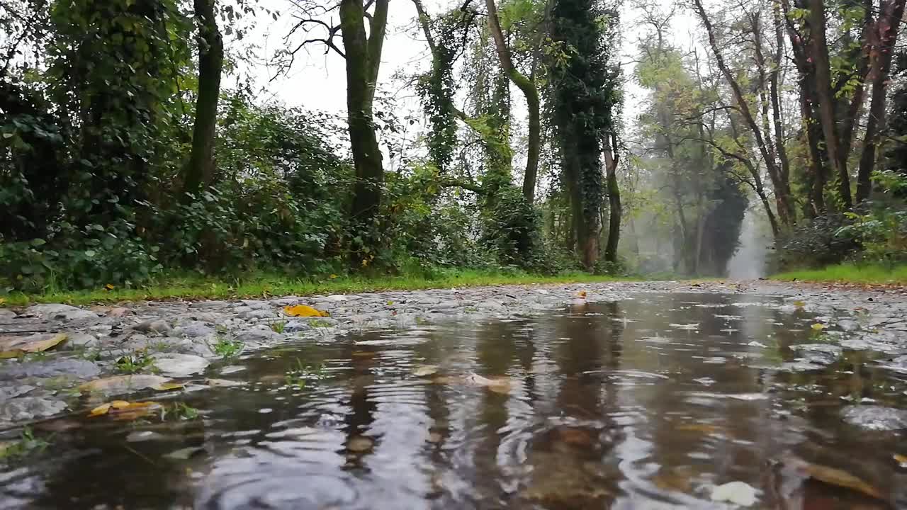 rainy forest