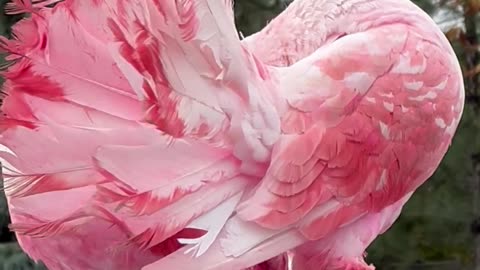 Pink Pigeons In Love