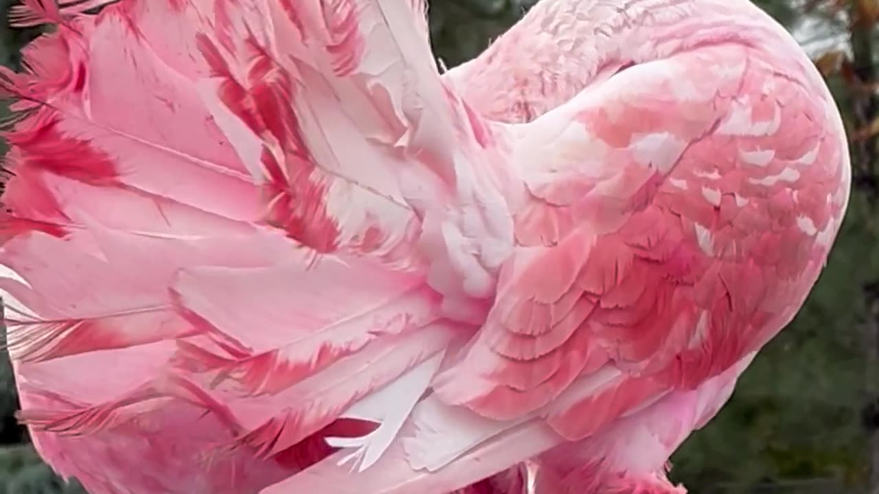 Pink Pigeons In Love