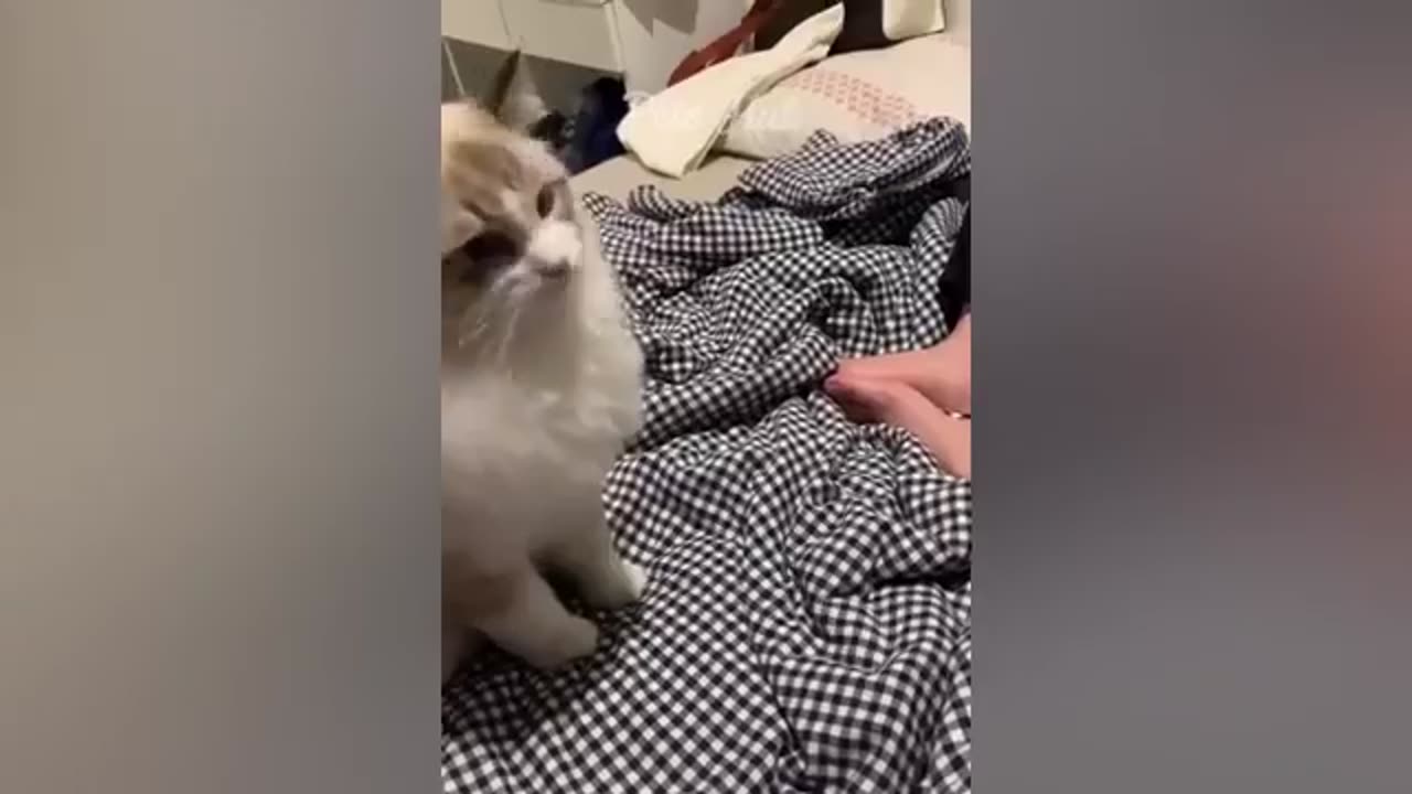 World best funny cats and dogs videos 2023