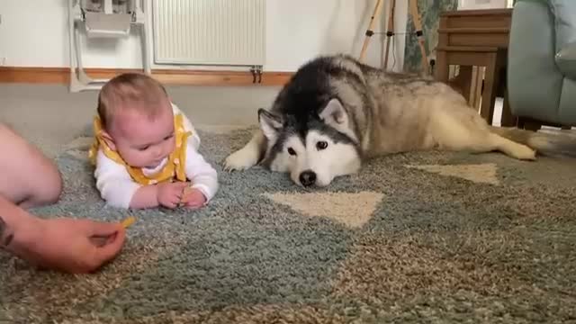 Husky Tries To Help Baby Crawl For The First Time!!ðŸ˜.