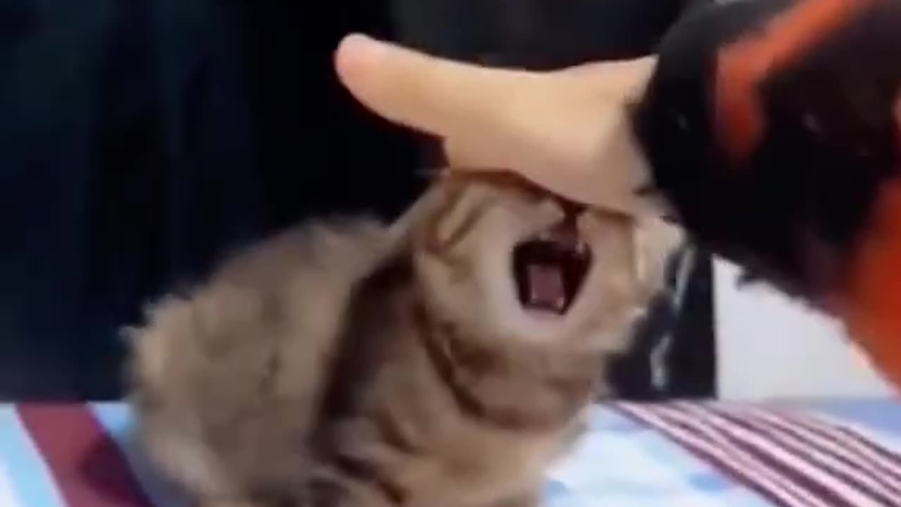 Angry cat