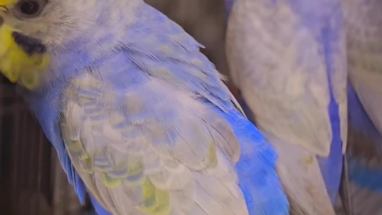 Rainbow🌈 budgies