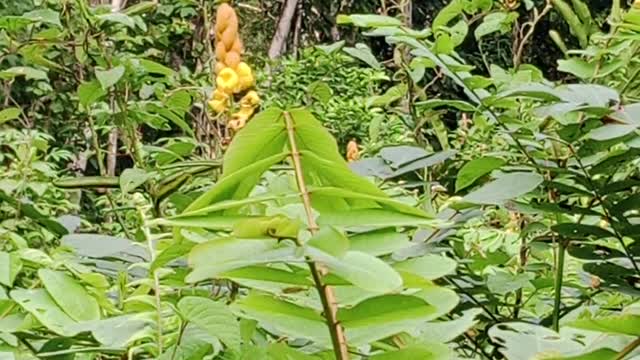 wild plants in central kalimantan