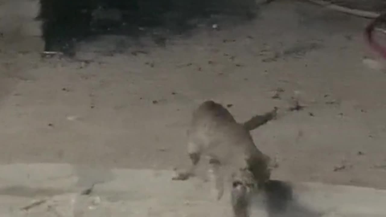 A brave cat defends against a snake attack