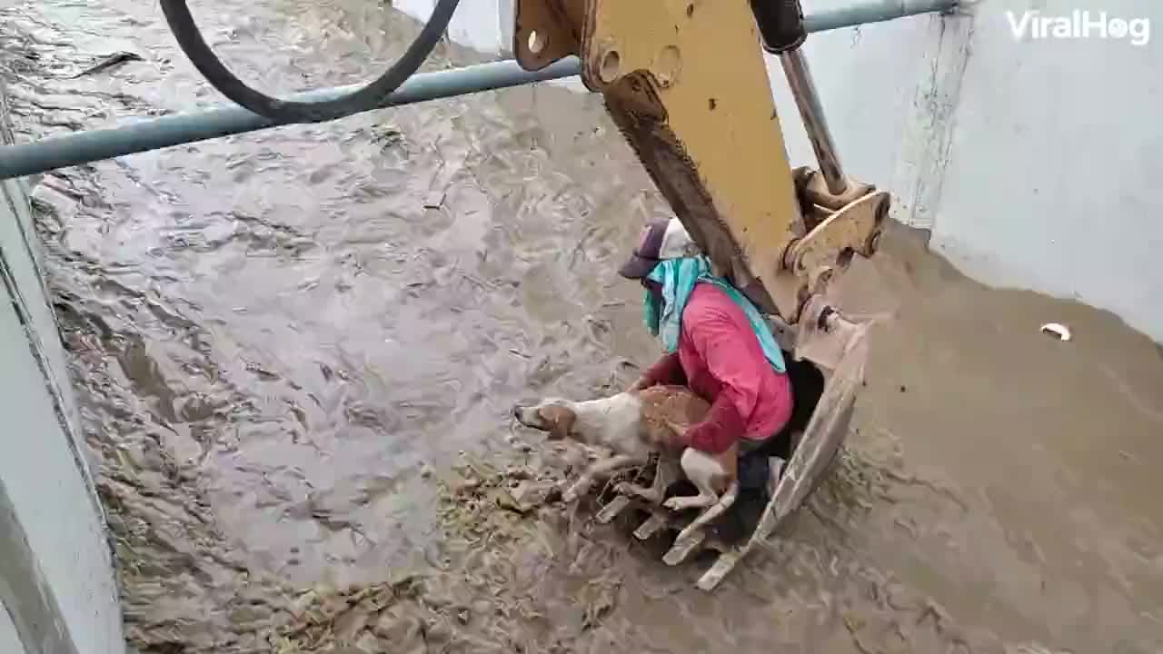 Couple of heroes rescue a dog from rushing water