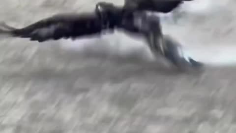 EAGLE VS RABBIT