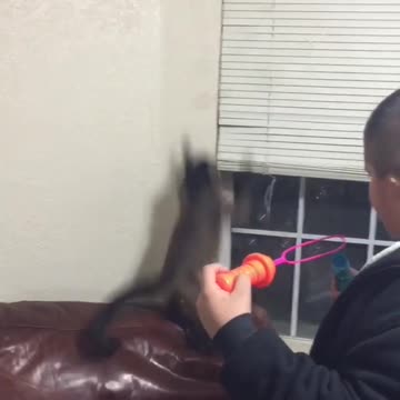 Mono se enloquece con unas burbujas