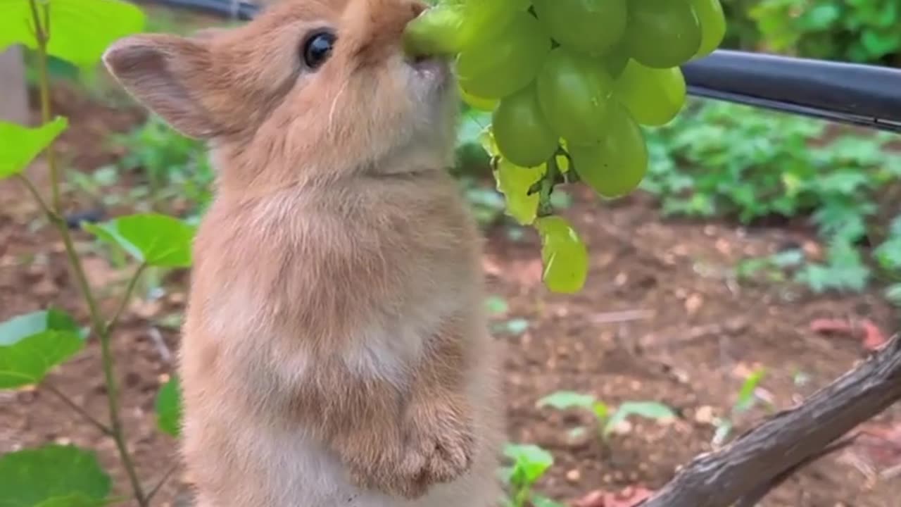 This adorable bunny has soft. fluffy fur that is a pristine shade of pure white