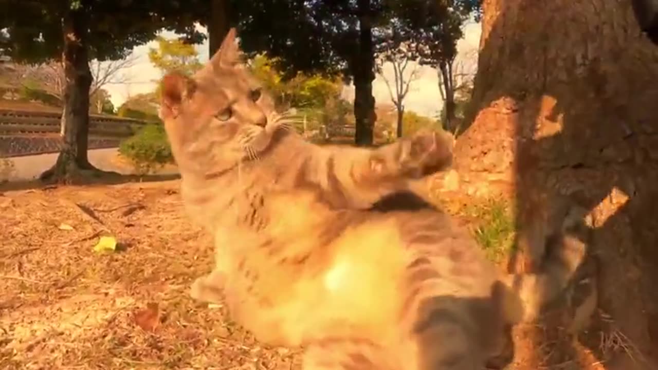 Cat video