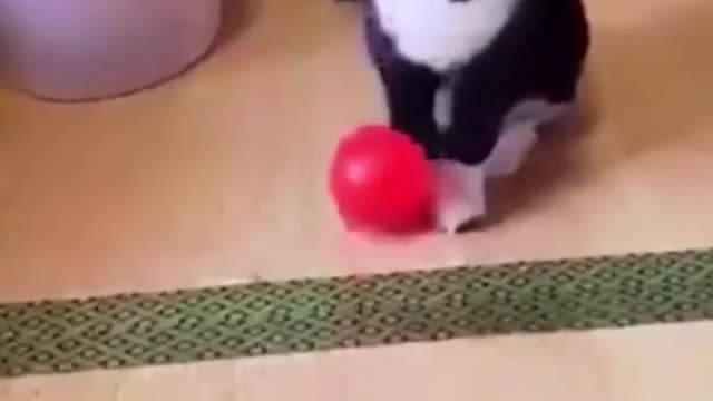 Cute kittens