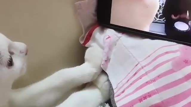 Gatito